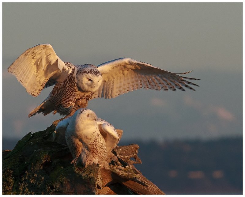 Покровительphoto preview