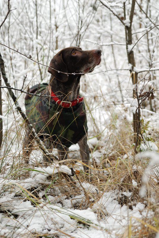 зима.курцхаар.лес.снег. Зимняяphoto preview