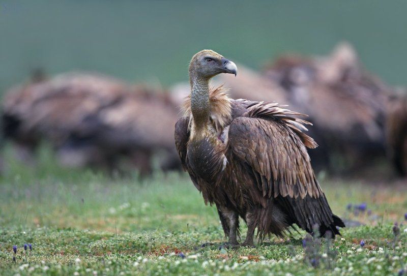 Gyps fulvusphoto preview