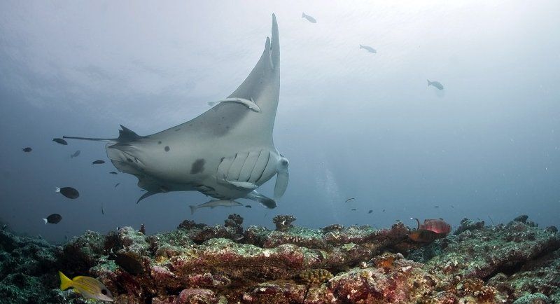 манта Морской дъяволphoto preview