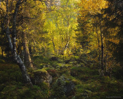 Золото Кольского