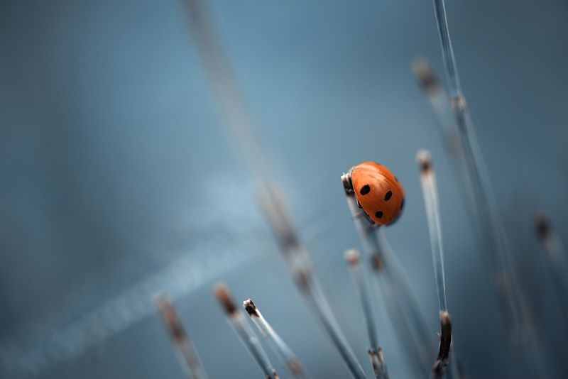 лесная гостьяphoto preview