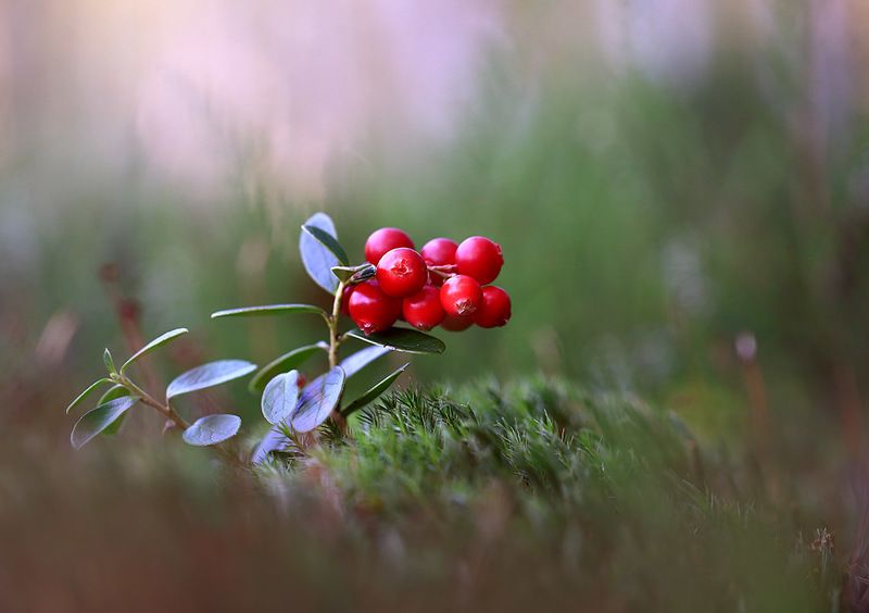 лес,болото,мох,ягода,брусника. Красна ягодка.photo preview