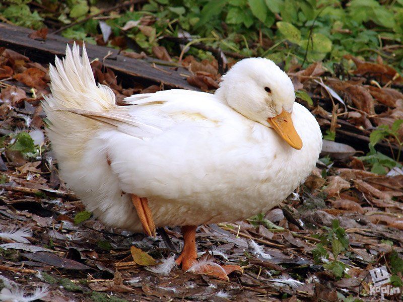 птицы, природа, животные Холодноphoto preview