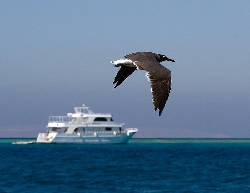 Попутчикиphoto preview