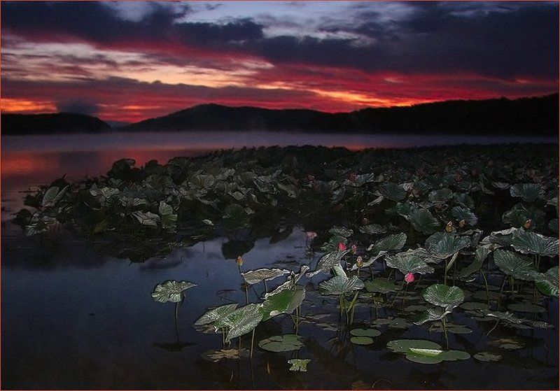 Спящие лотосы на заре (2)photo preview