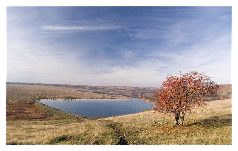 Про квадратный пруд и одинокое деревоphoto preview