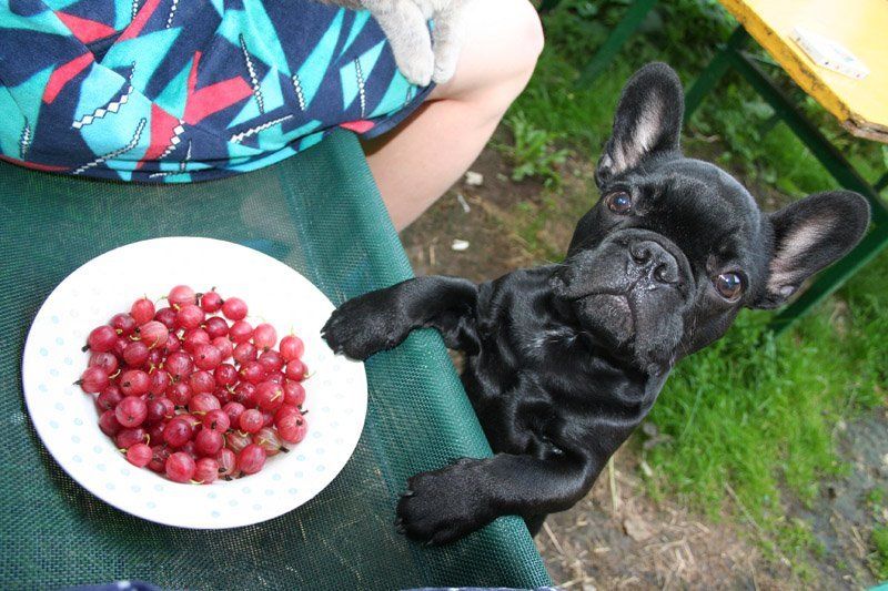 ярош, француз, обед А сладенькое будет?photo preview