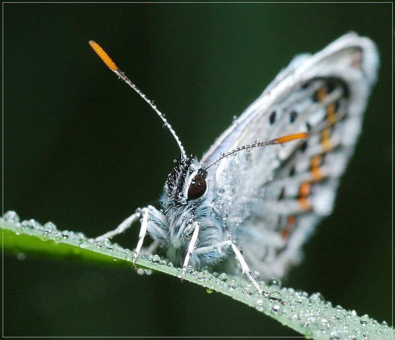 утро, роса, голубянка Утренняяphoto preview