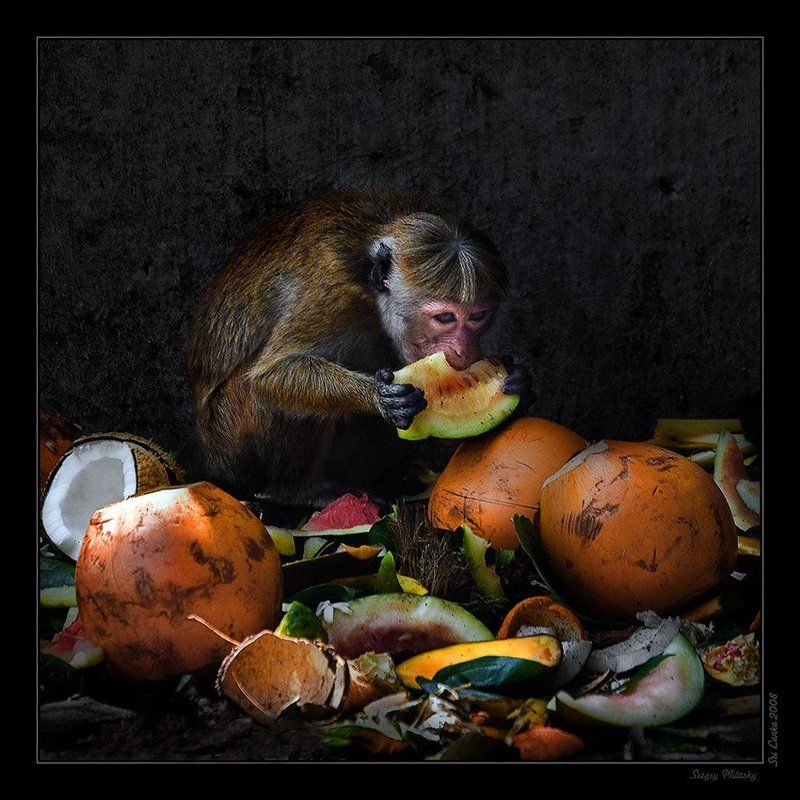 ЧРЕВОУГОДИЕphoto preview