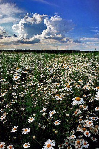 Ромашковое настроение.