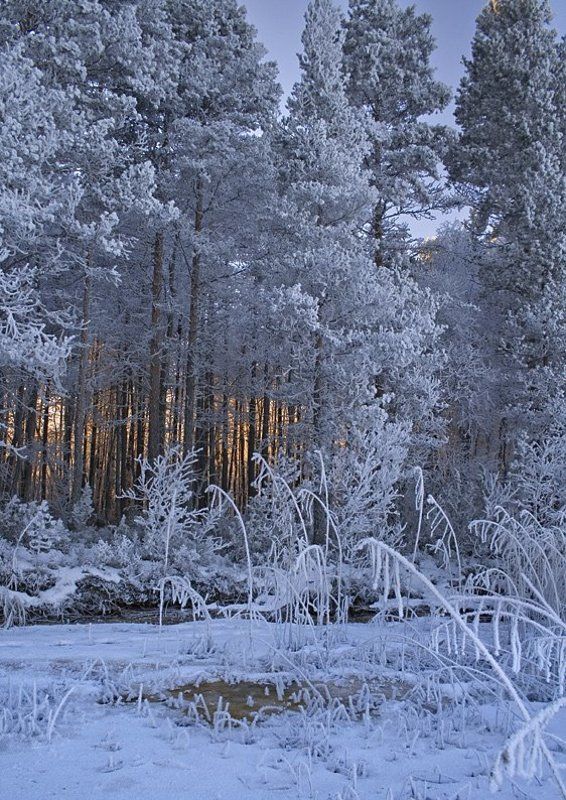 Солнышко за ветвямиphoto preview