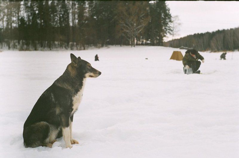 kamushek, helios, пленка, зенит-122 ***photo preview