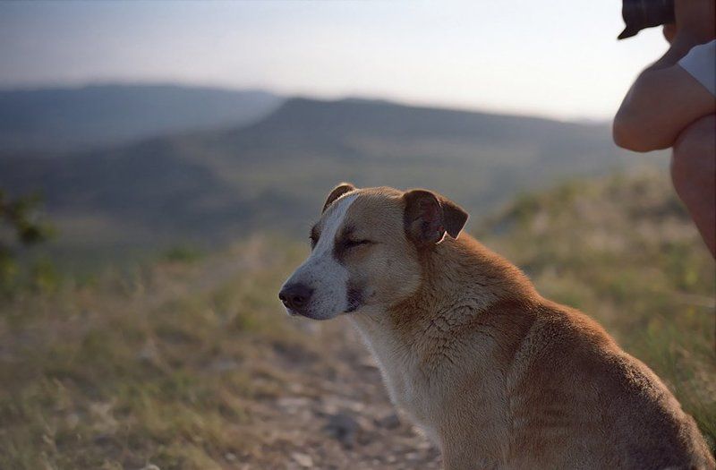 собака, фотограф der Hundphoto preview