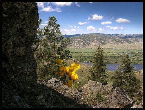 Как из скалы цветы растут...