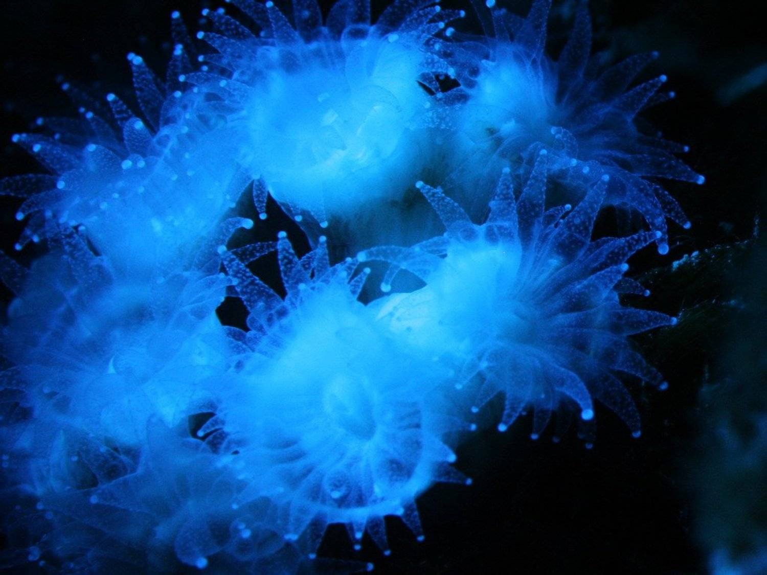 caulastrea sp., Николай Строчков