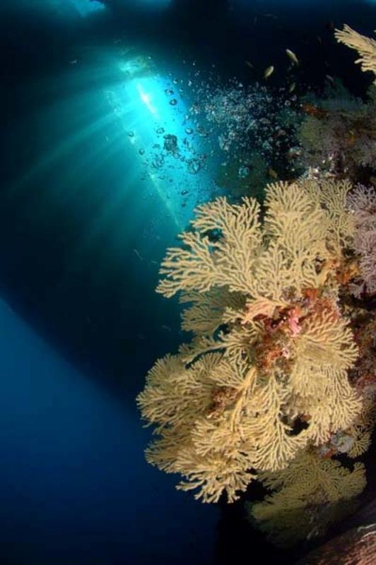 море, коралл, дайвинг, природа, пейзаж Сила светаphoto preview