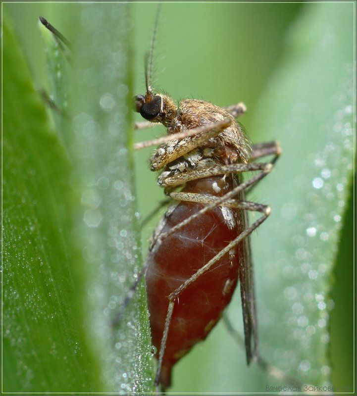комар, трава, роса Накормил до сыта... я добрый...photo preview