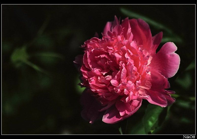 пион, свет, тьма На грани Света и Тьмы...photo preview