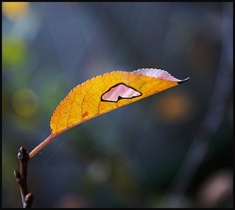 лист, солнце, ожог, сердце Сердцеphoto preview