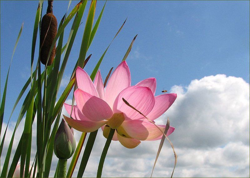 Кусочек летаphoto preview