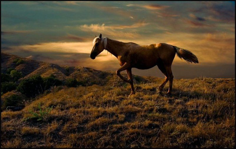 лошадка лошадкаphoto preview