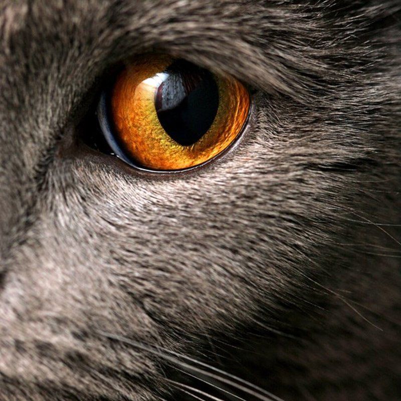 кот, кусачий, 6х6 ***photo preview