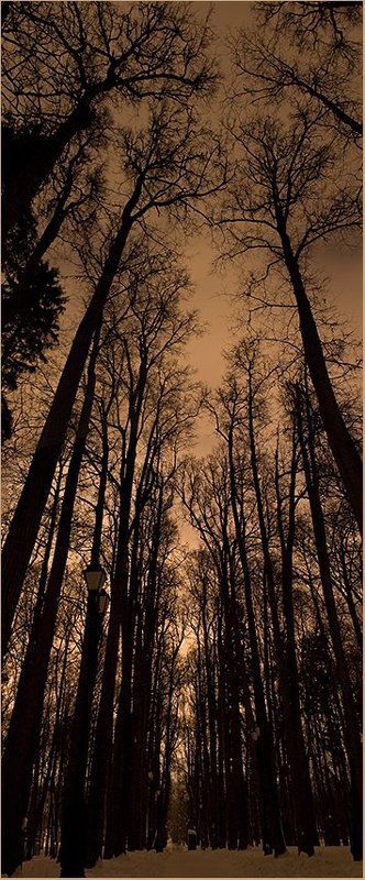 вечер, деревья, царицыно, Готика.photo preview