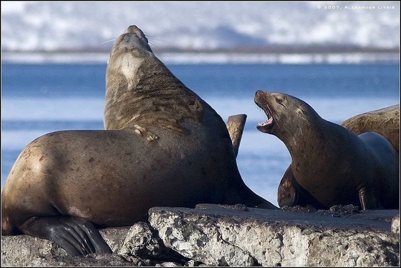 морской,лев,сивуч,причал,камчатка Дуэтом в унисон...photo preview