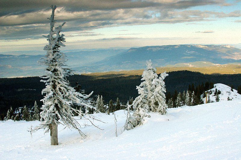 босния, природа, снег, елка Босния #1photo preview