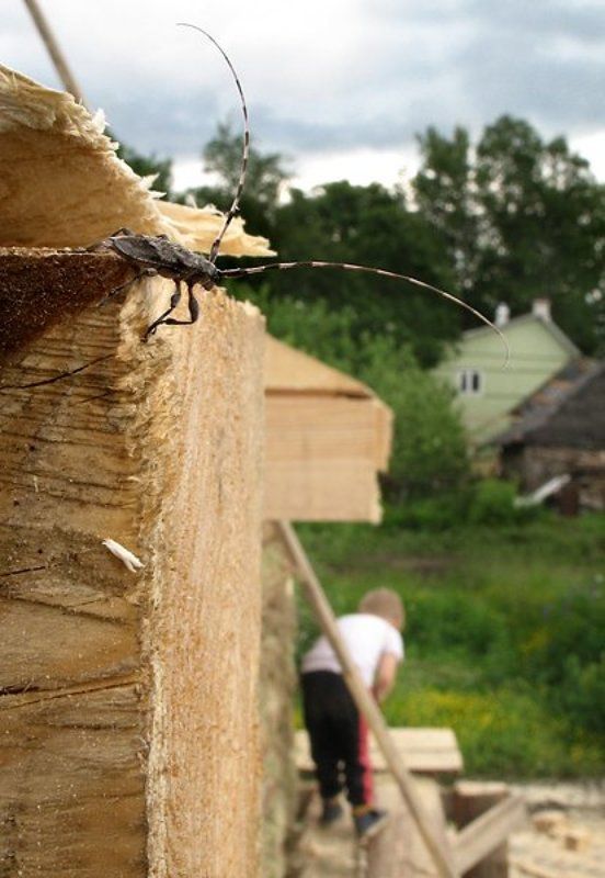 И что это он там делает?..photo preview