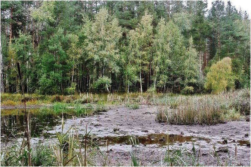 У болотаphoto preview