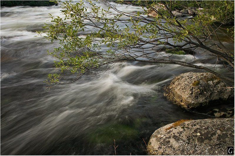 кольский, колвица, ветка, течение, пороги Колвицкие этюды.photo preview