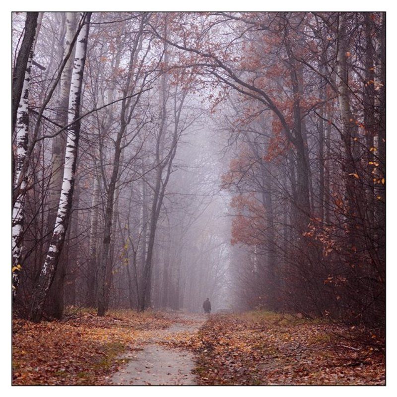 туман, осень туманные далиphoto preview