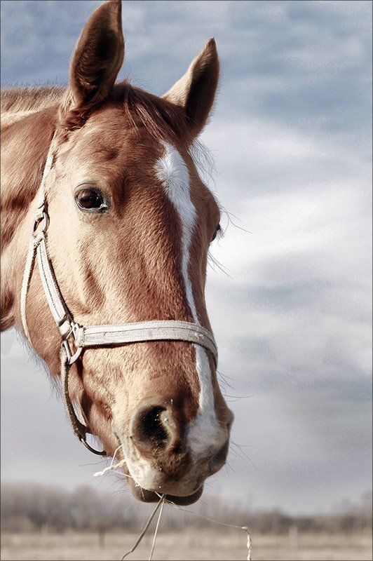 Freedomphoto preview