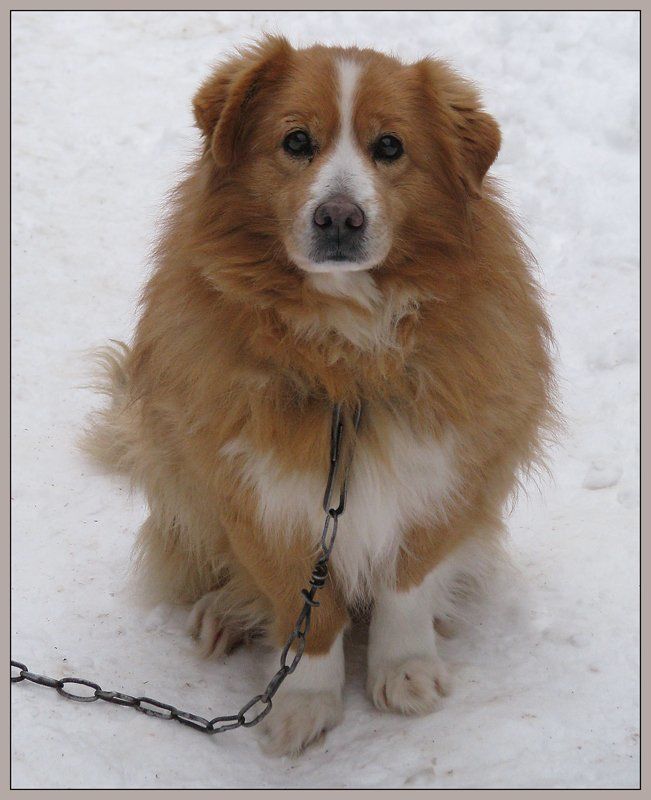 собака, цепь, неволя, грусть А в глазах грусть...photo preview