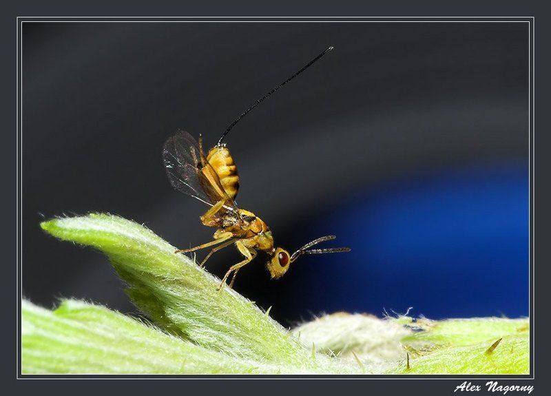 макро, фото, насекомые, перепончатокрылые, наездник, листик, небо Ручками потопали, ножками похлопали! :)photo preview