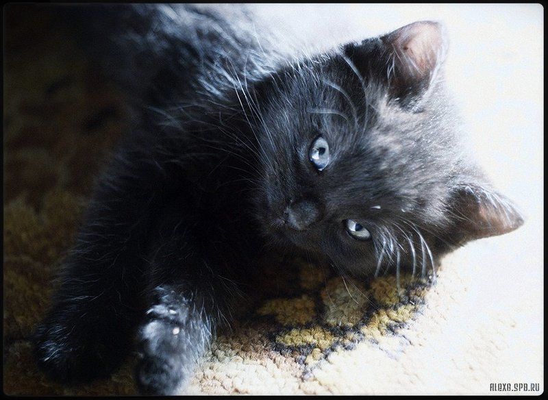 maxim #02photo preview