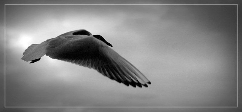полет чайка крыло перо Летать...photo preview
