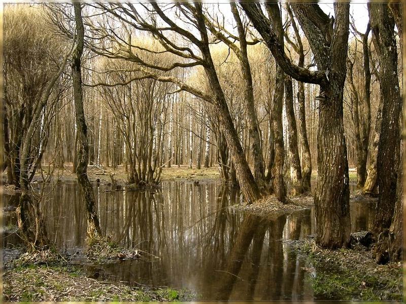 апрель мещерские пруды ивы отражения photo preview