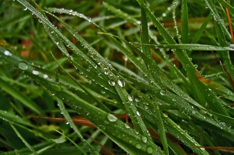 роса, трава, капля, вода Капелькиphoto preview