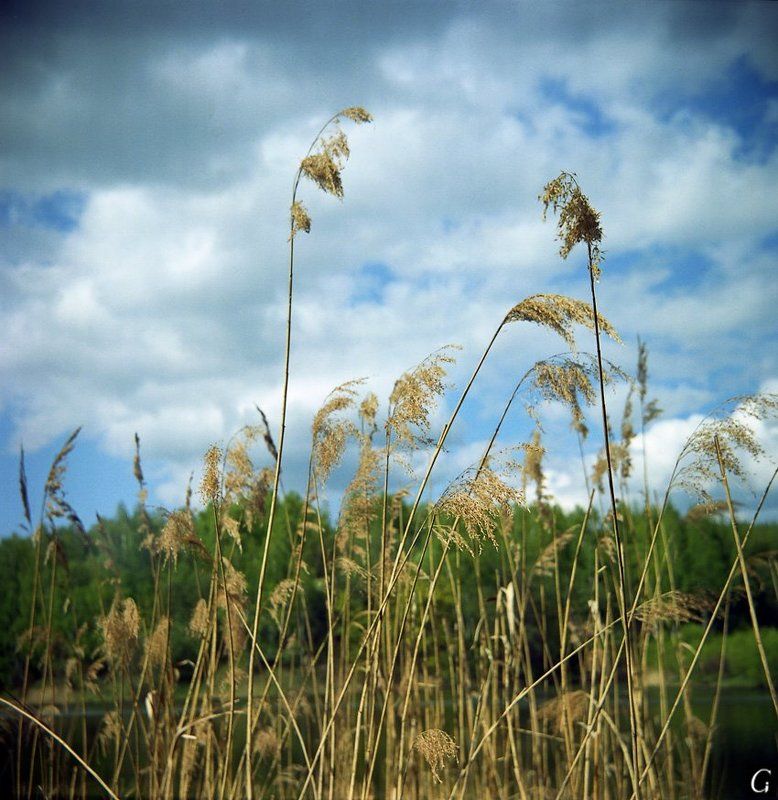 талашкино, травы, к небу О тех, кто тянется к небу...photo preview