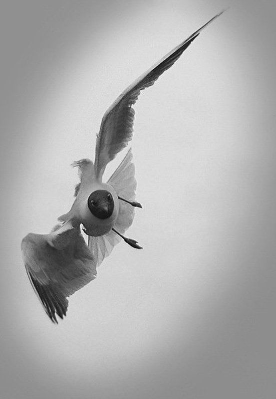 иммельман чайка переворот полет пилотаж пилотирование Иммельманphoto preview