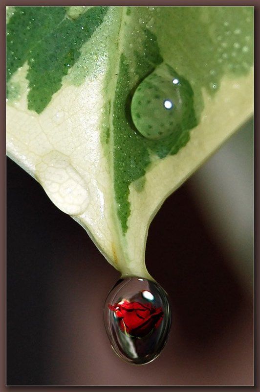 Капля любвиphoto preview