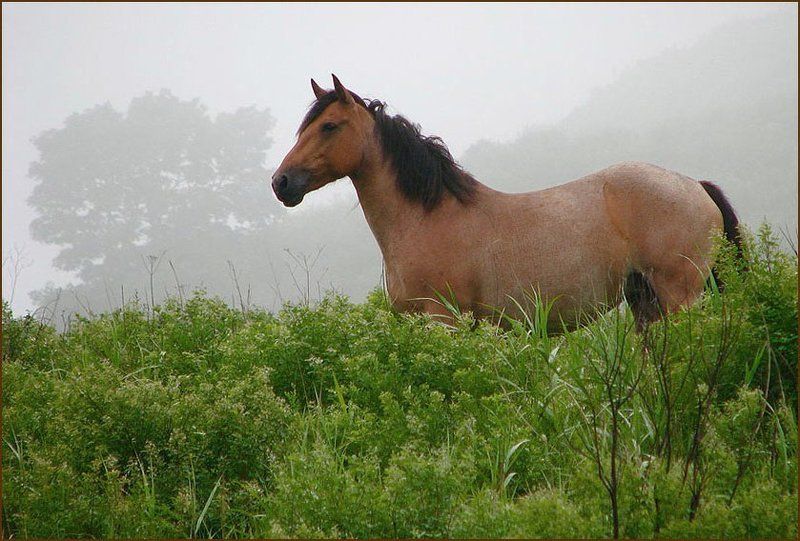 На лугу туманномphoto preview