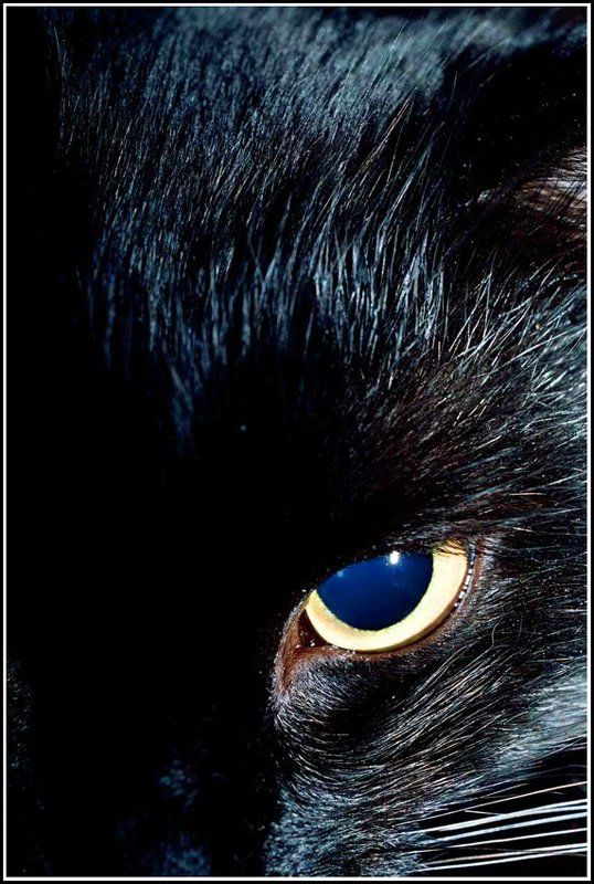 кошка Взглядphoto preview