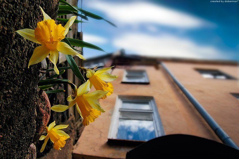 нарциссы Городские цветыphoto preview