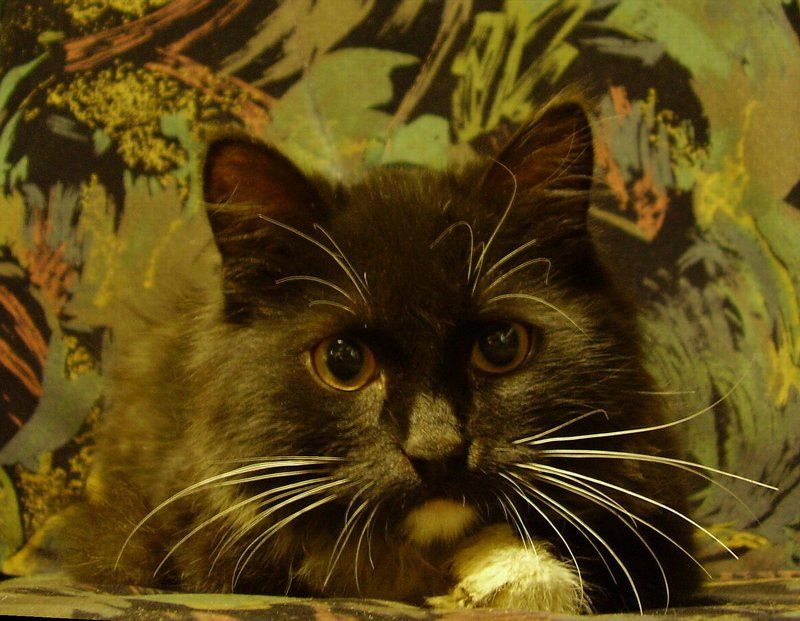 котенок беспризорник Беспризорник из автосервиса. Мимикрияphoto preview