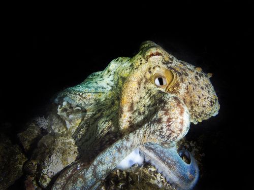 Mediterranean Octopus