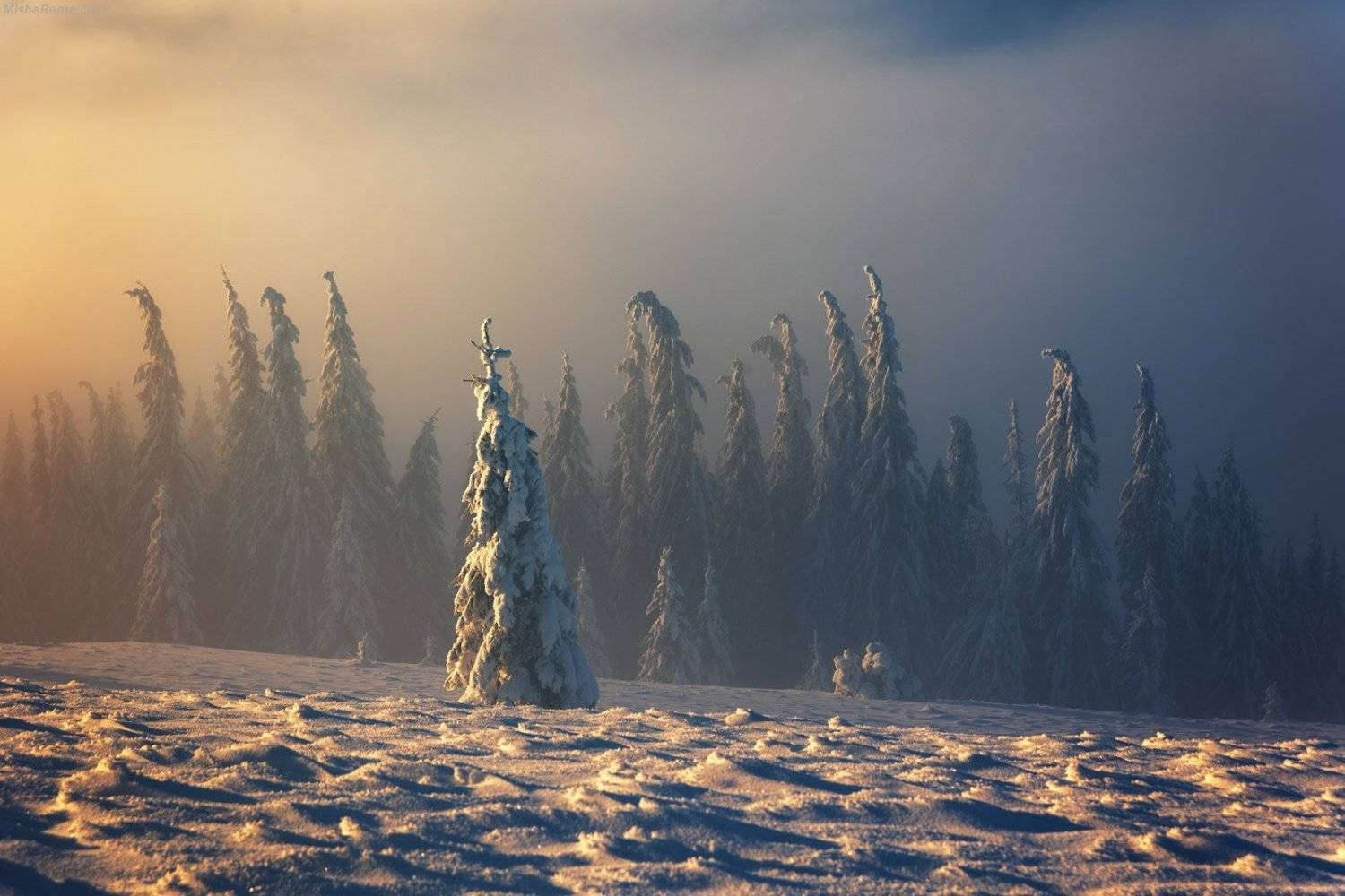 Carpathian trees. Автор: MishaReme , MishaReme
